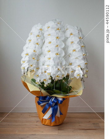 白い胡蝶蘭 白い胡蝶蘭 44590112