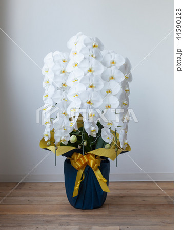 白い胡蝶蘭 白い胡蝶蘭 44590123