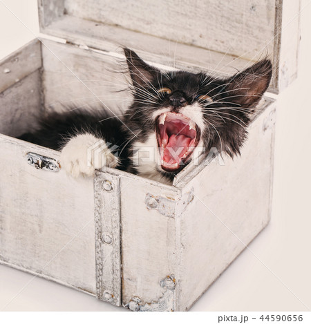 The cat is in a white box. Isolated on a white background 44590656