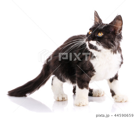 Kitten looks at the light. Isolated on a white background Kitten looks at the light. Isolated on a white background 44590659