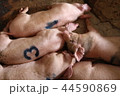 豚 動物 豚 動物 44590869