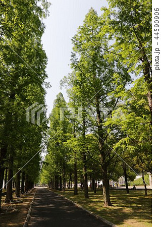花博記念公園鶴見緑地 花博記念公園鶴見緑地 44590906