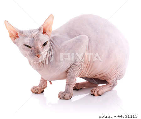 Animal, cat and sphinx concept - bald sphinx cat on white, Animal, cat and sphinx concept - bald sphinx cat on white, 44591115