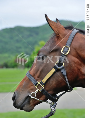 サラブレッド 44591460