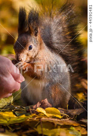 Squirrel communicates human in the autumn park Squirrel communicates human in the autumn park 44591481