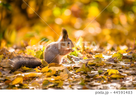 Squirrel sitting in the autumn park. 44591483