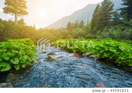 River in the mountains overlooking the High Tatras. Slovakia Europe 44591915