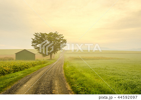 早朝の美瑛 44592097