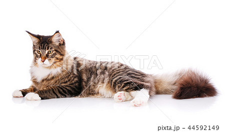 Beautiful maine coon cat. Thoroughbred cat. Exhibition of cats concept. 44592149