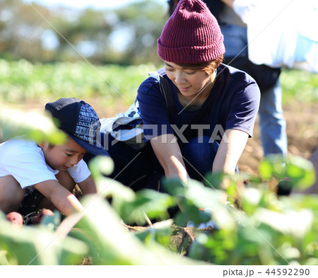 家族でお芋掘り 44592290