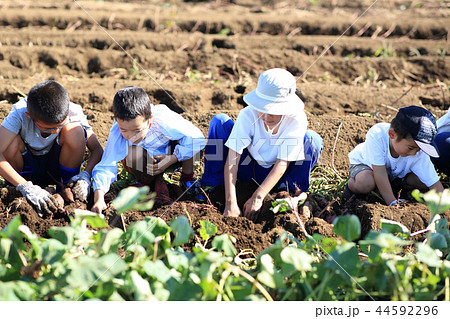 お芋掘りする子供たち 44592296