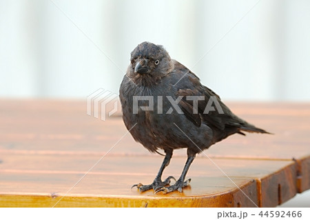 Young crow on a table 44592466