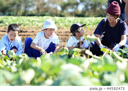 家族でお芋掘り 44592473