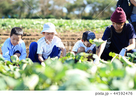 家族でお芋掘り 44592476