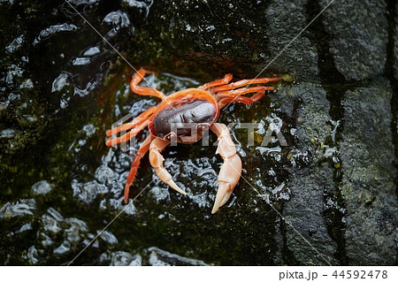 Japanese Freshwater Crab 44592478