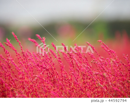 コキア コキア 44592794