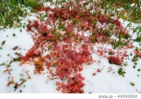 大雪山の高山植物 大雪山の高山植物 44593092