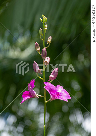 花・蘭・オーキッド・植物 花・蘭・オーキッド・植物 44593327