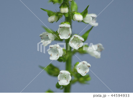 アオジソの花 アオジソの花 44594933