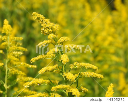 満開の「セイタカアワダチソウ」 44595272