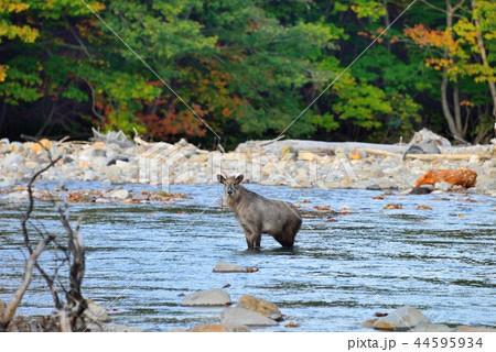 松川渓谷に現れたカモシカ 44595934