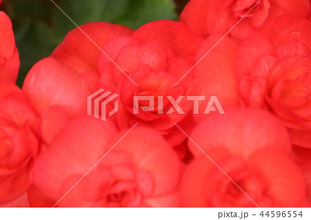 エラチオールベゴニア 44596554