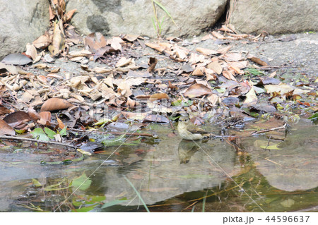公園の池で水浴びするキビタキ(メス) 公園の池で水浴びするキビタキ(メス) 44596637