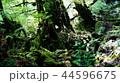 苔むす森 44596675