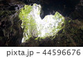 ウィルソン株 44596676