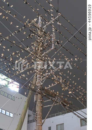 夜の駅前電線に群がるムクドリの群れ 夜の駅前電線に群がるムクドリの群れ 44596919