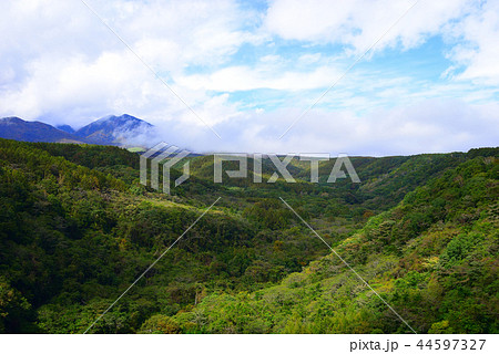 八ヶ岳高原 44597327
