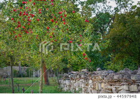 red aplles on the tree 44597948