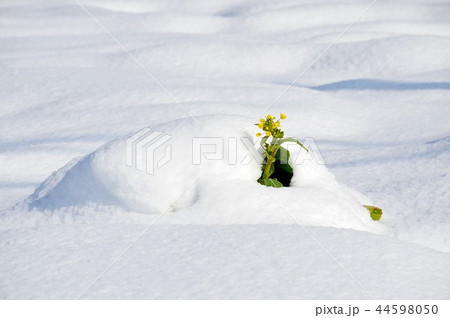雪の畑に凛と　雪と菜の花　積雪の畑　顔を出した菜の花 44598050