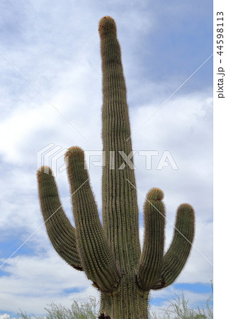 アリゾナのサボテンがある風景　弁慶柱　サワロ 44598113