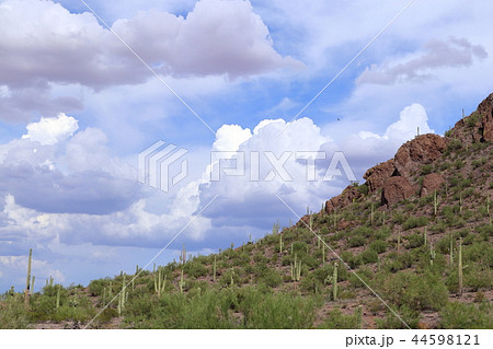 アリゾナのサボテンがある風景　弁慶柱　サワロ 44598121