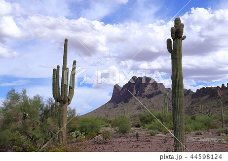 アリゾナのサボテンがある風景　弁慶柱　サワロ 44598124