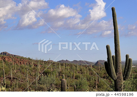アリゾナのサボテンがある風景　弁慶柱　サワロ 44598196