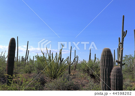 アリゾナのサボテンがある風景　弁慶柱　サワロ 44598202