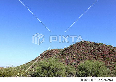 アリゾナのサボテンがある風景　弁慶柱　サワロ 44598208