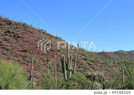 アリゾナのサボテンがある風景　弁慶柱　サワロ 44598209