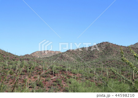 アリゾナのサボテンがある風景　弁慶柱　サワロ 44598210