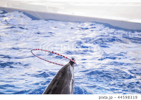 イルカ　ショー 44598319