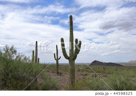 アリゾナのサボテンがある風景　弁慶柱　サワロ 44598325