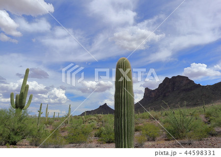 アリゾナのサボテンがある風景　弁慶柱　サワロ 44598331