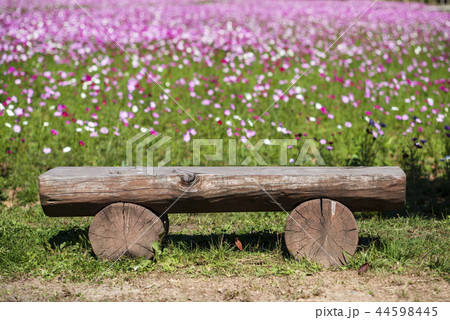 花 花壇 ベンチュウィ 44598445