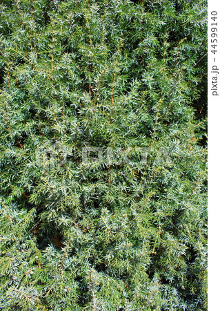 common juniper (Juniperus communis) background common juniper (Juniperus communis) background 44599140