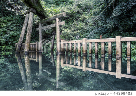 御手洗池 44599402