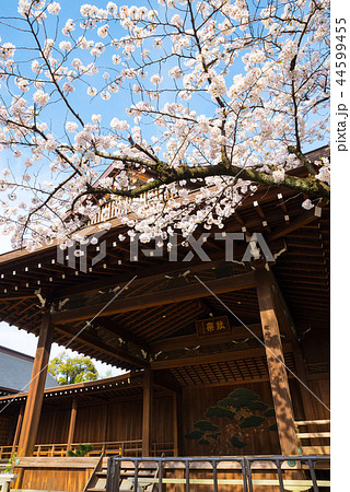 靖国神社 能楽堂と桜の標本木 東京都千代田区 18年3月の写真素材