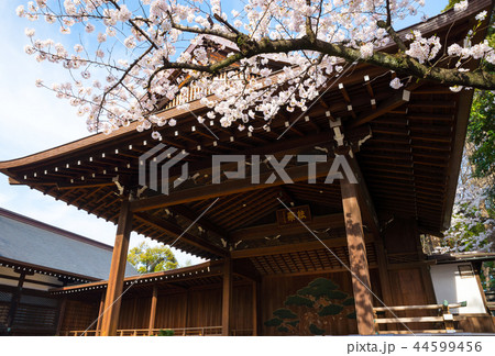 靖国神社 能楽堂と桜の標本木 （東京都千代田区） 2018年3月 44599456