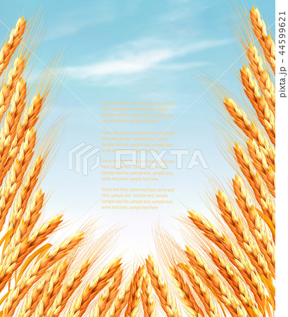 Ears of wheat background. Vector illustration. Ears of wheat background. Vector illustration. 44599621